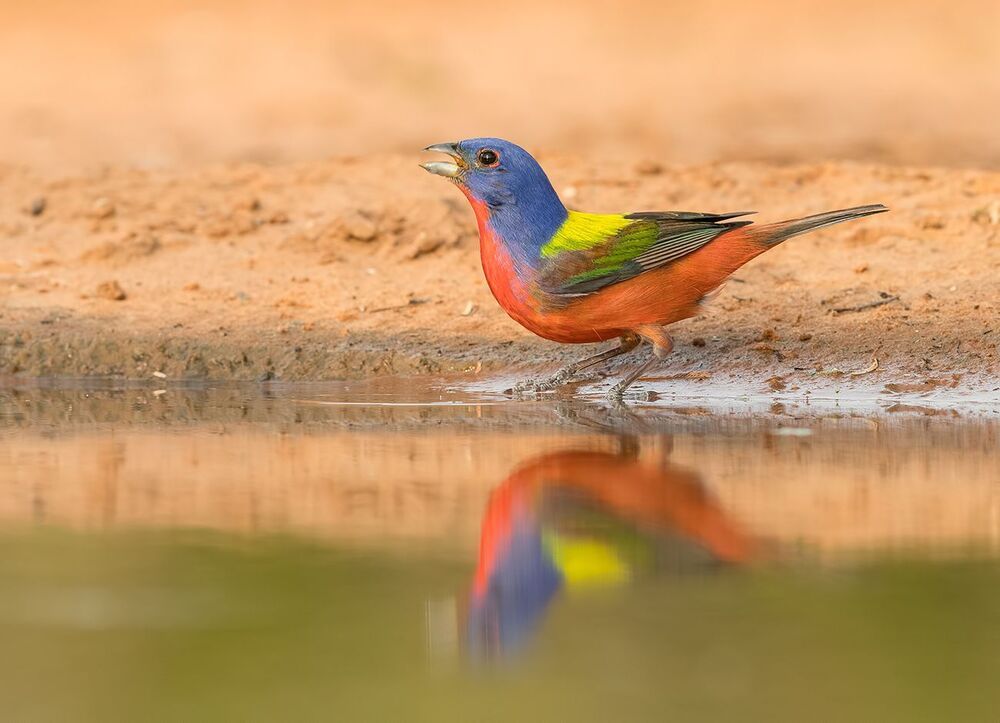 Расписной овсянковый кардинал (самец) на водопое - Painted bunting male