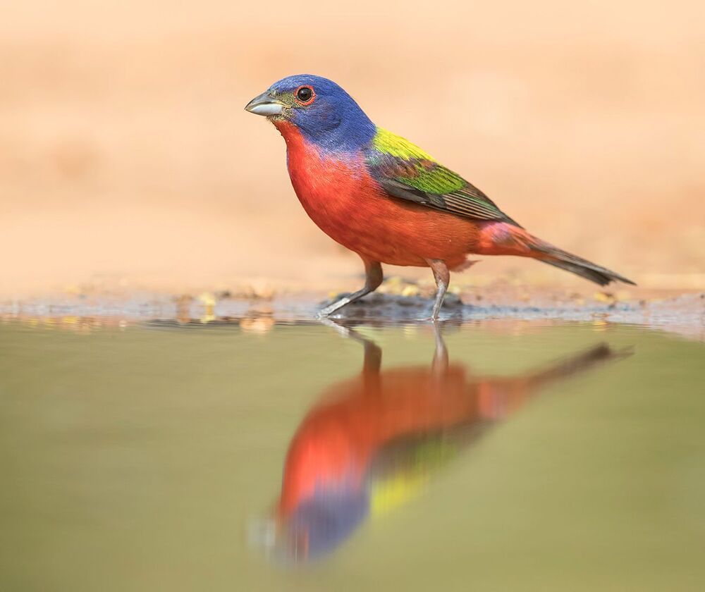 Расписной овсянковый кардинал (самец) на водопое - Painted bunting male