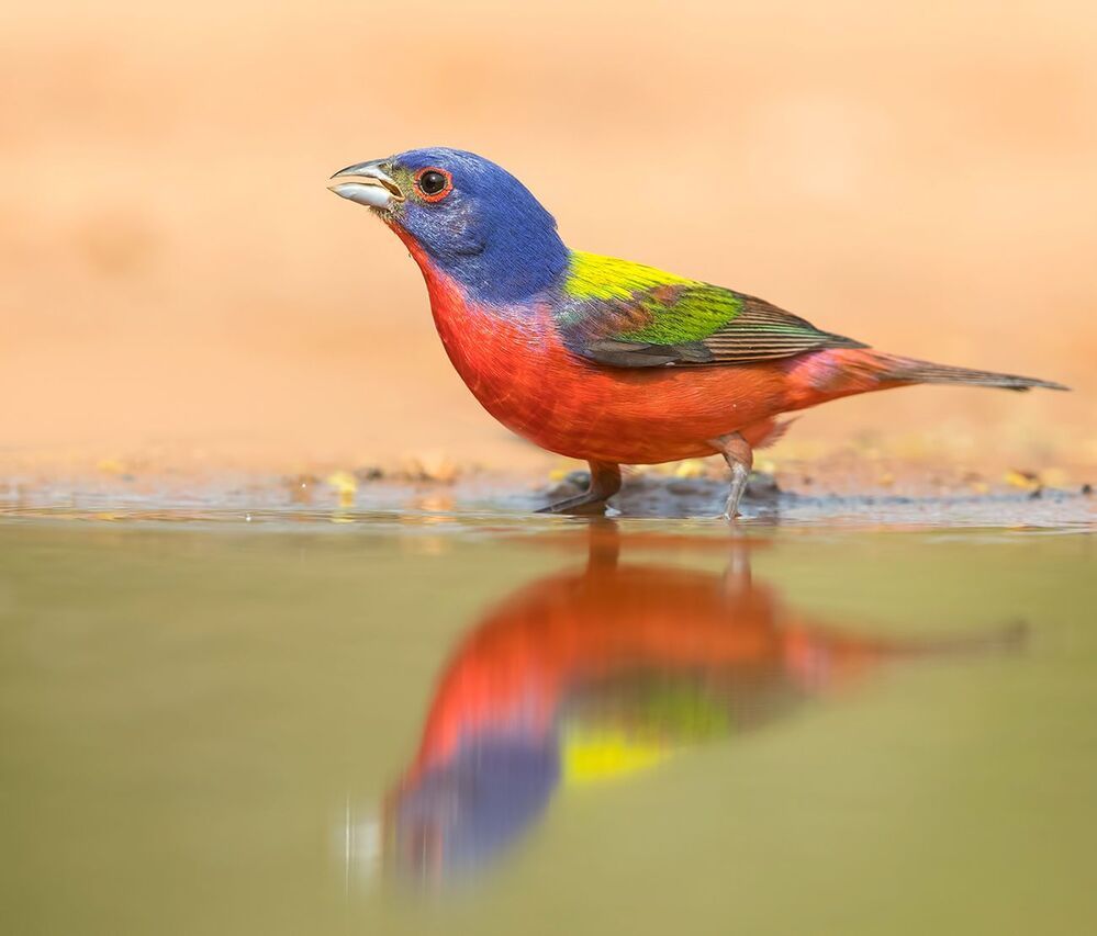 Расписной овсянковый кардинал (самец) на водопое - Painted bunting male