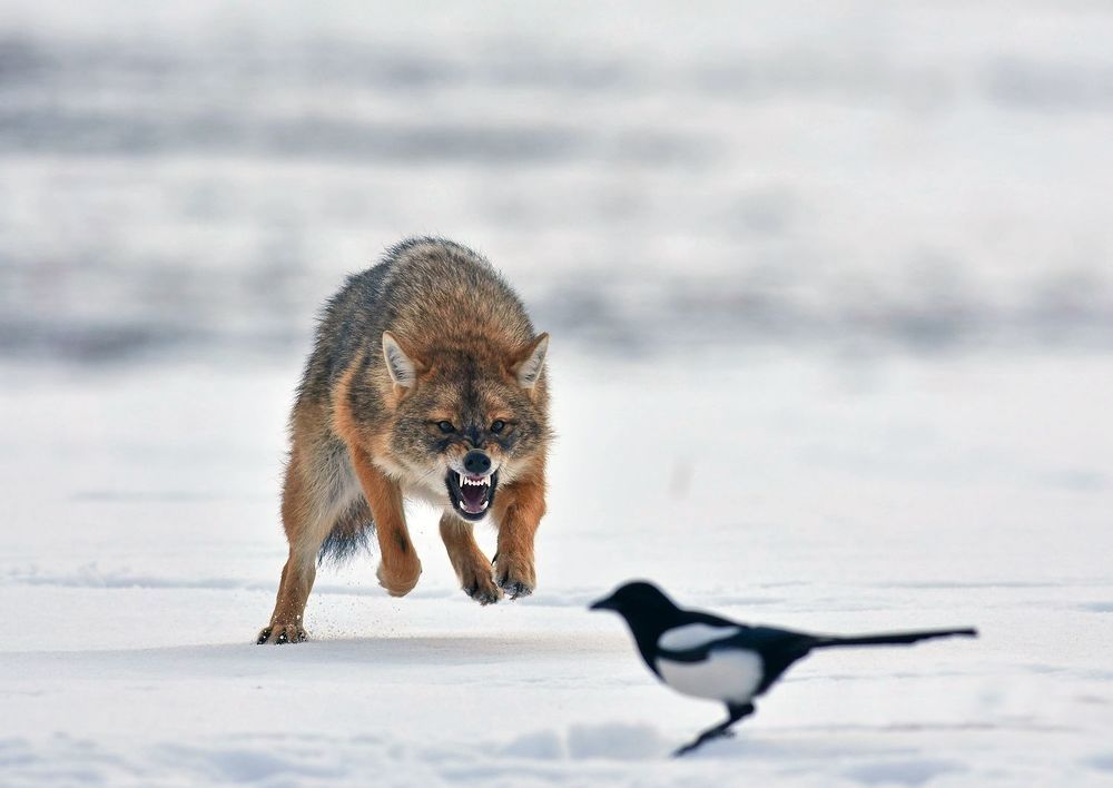 wildlife