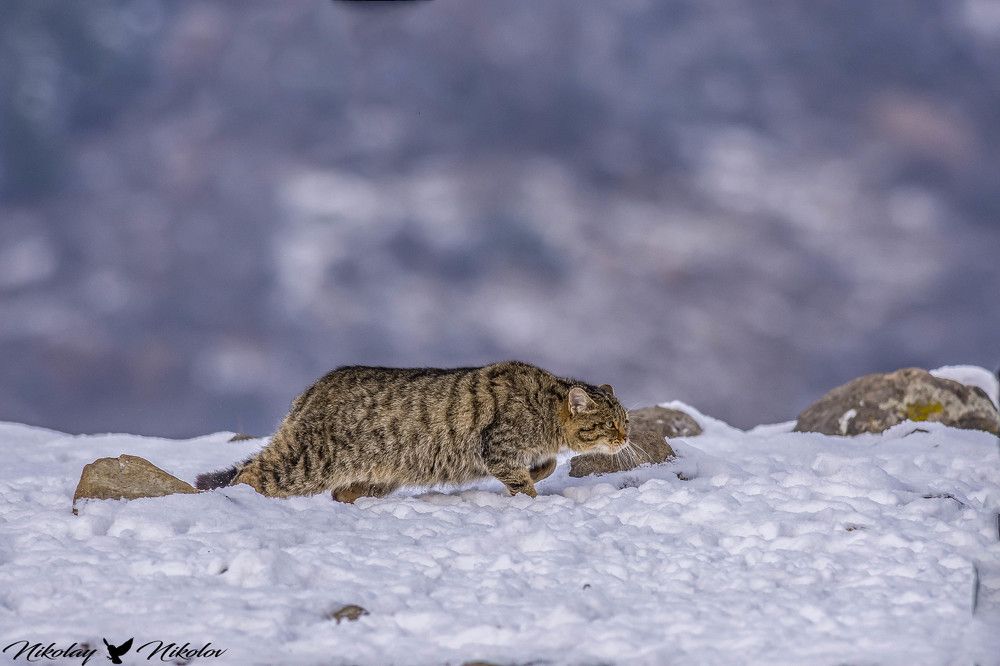 wildlife