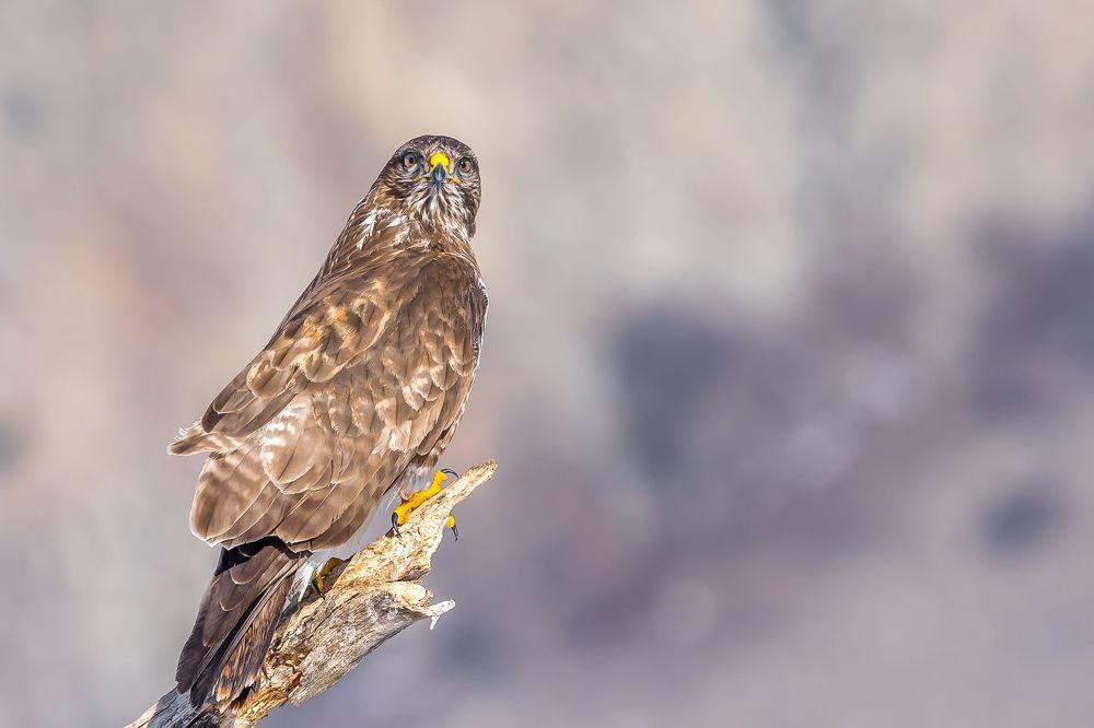 wildlife