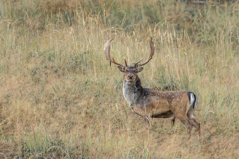 wildlife