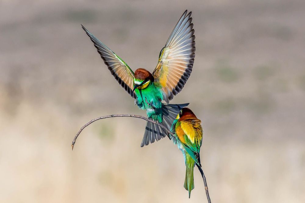 wildlife