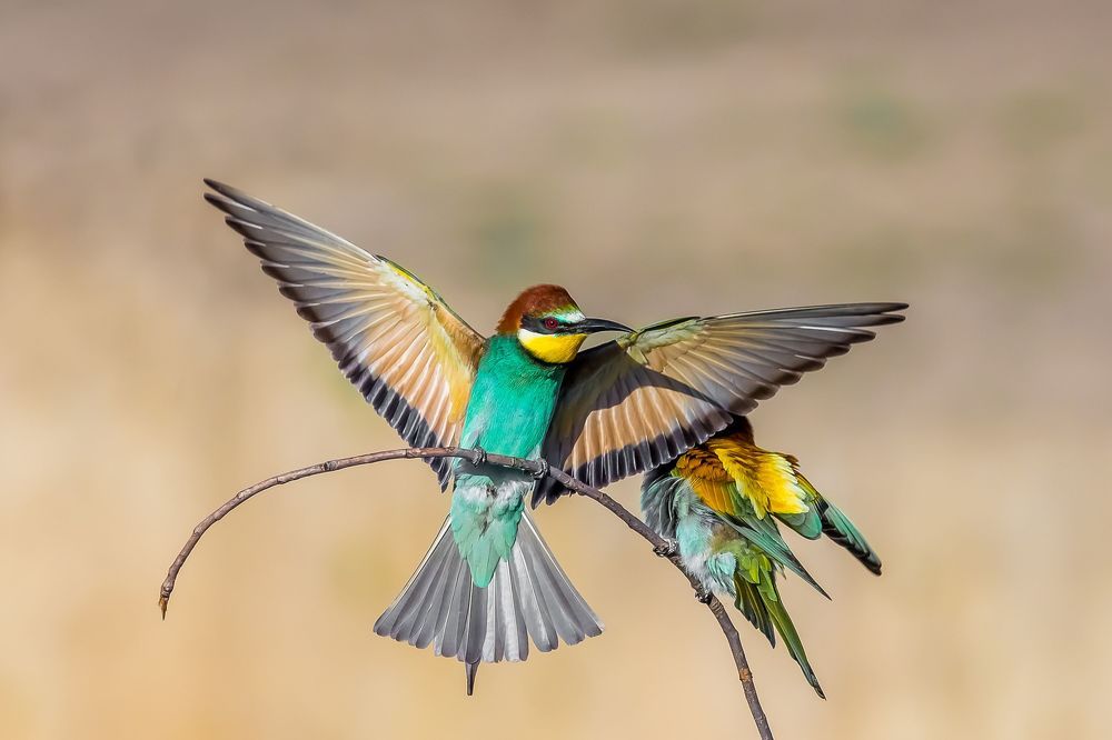 wildlife