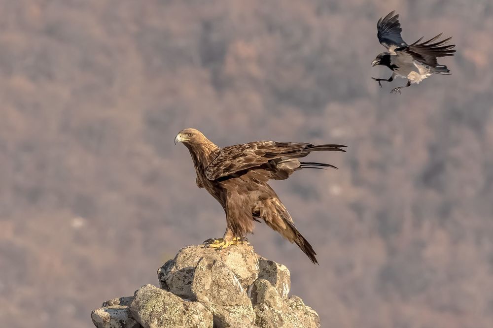 wildlife