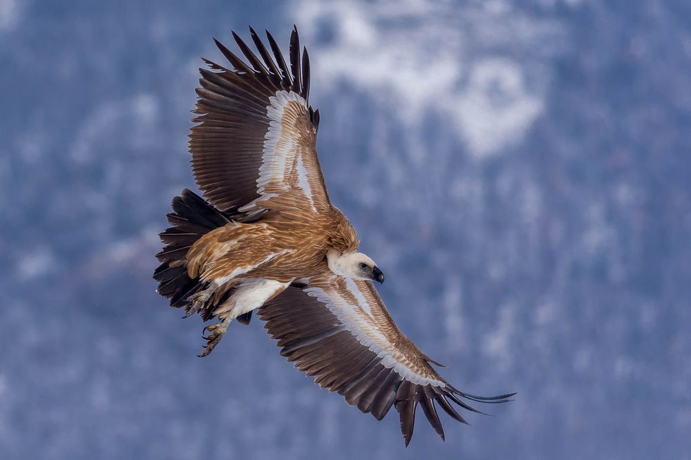 wildlife