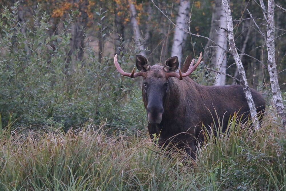 Lithuania's nature