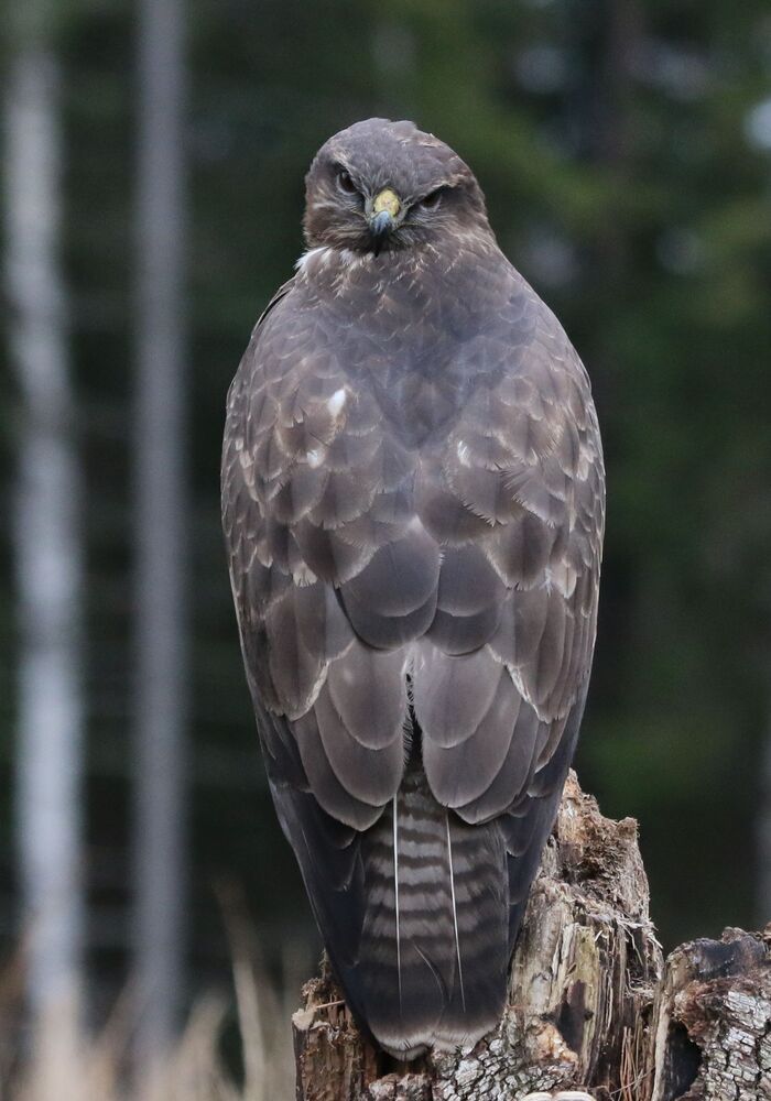 Lithuania's nature