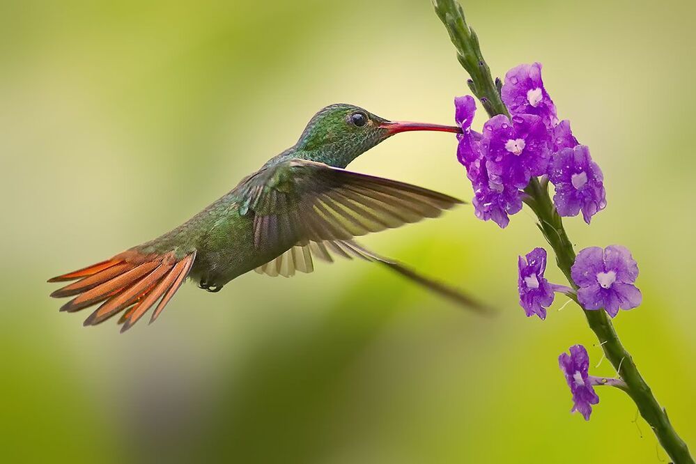 Hummingbirds of Costa Rica (Колибри)