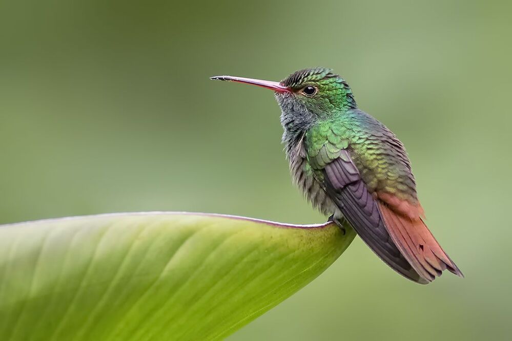 Hummingbirds of Costa Rica (Колибри)