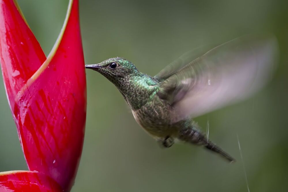 Hummingbirds of Costa Rica (Колибри)