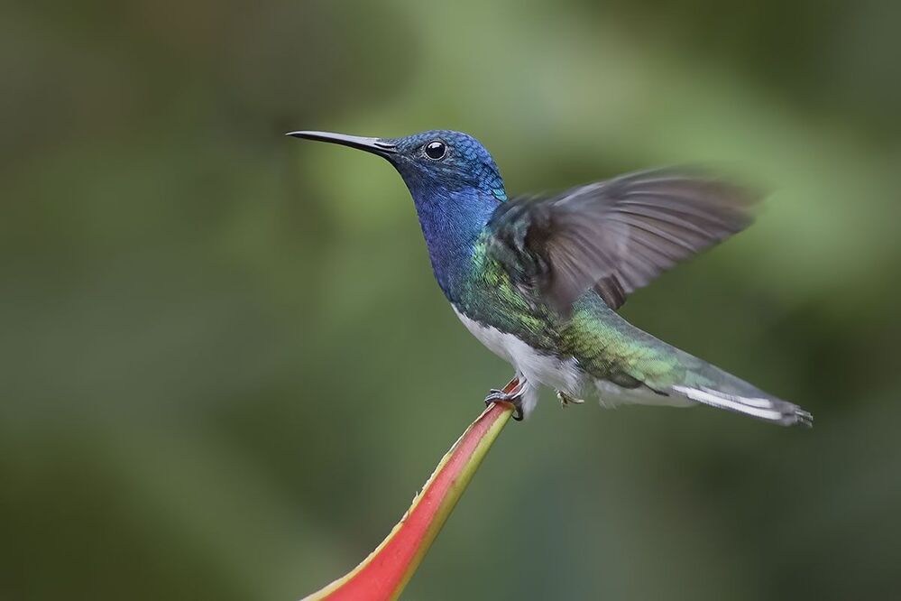 Hummingbirds of Costa Rica (Колибри)