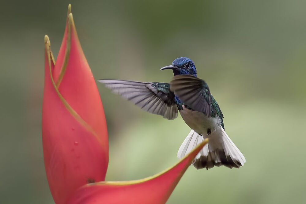 Hummingbirds of Costa Rica (Колибри)