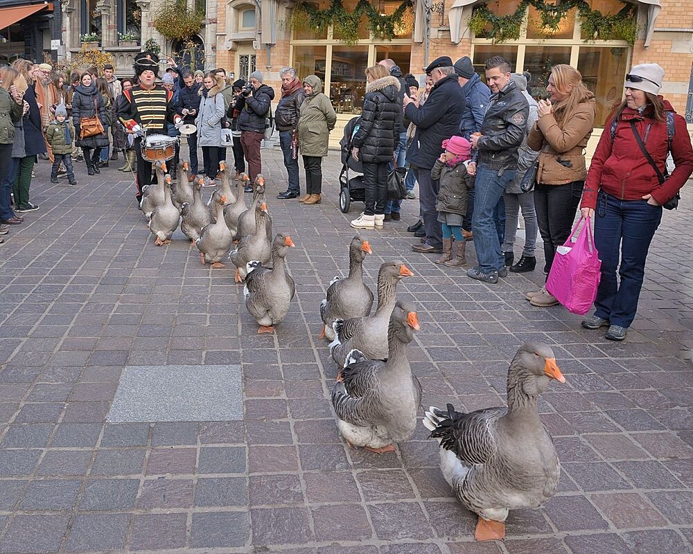 The dancing geese.