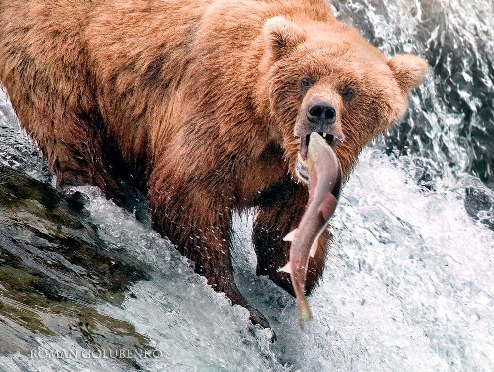 Фэйсконтроль / Facecontrol. Alaska