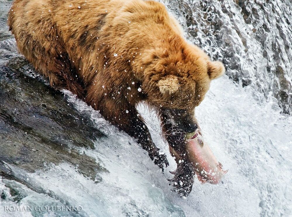 Фэйсконтроль / Facecontrol. Alaska