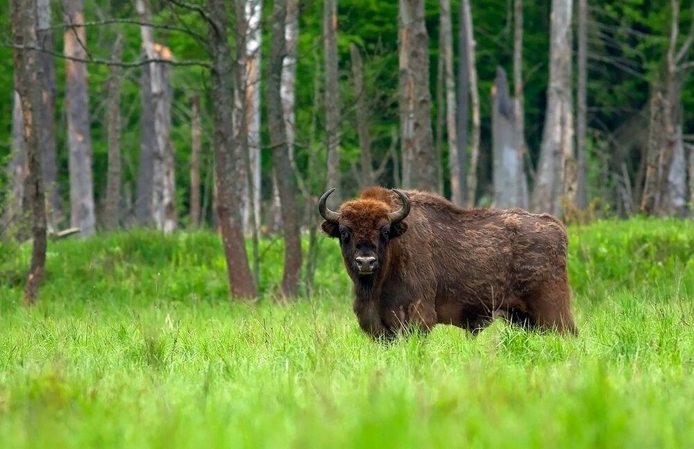Puszcza Białowieska