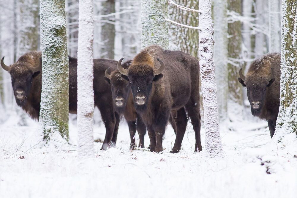 Puszcza Białowieska