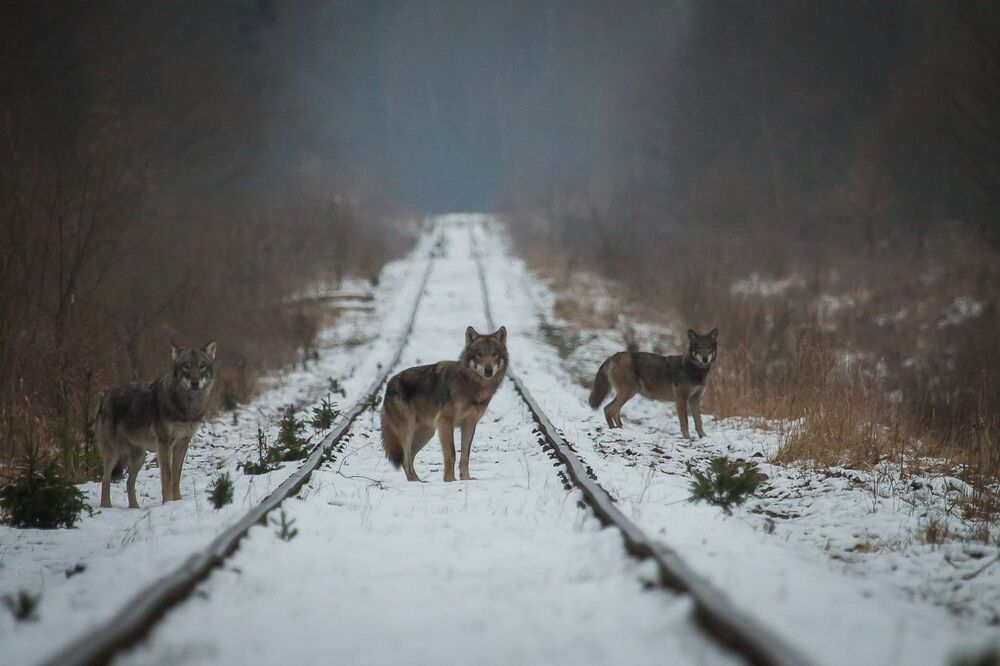 Puszcza Białowieska