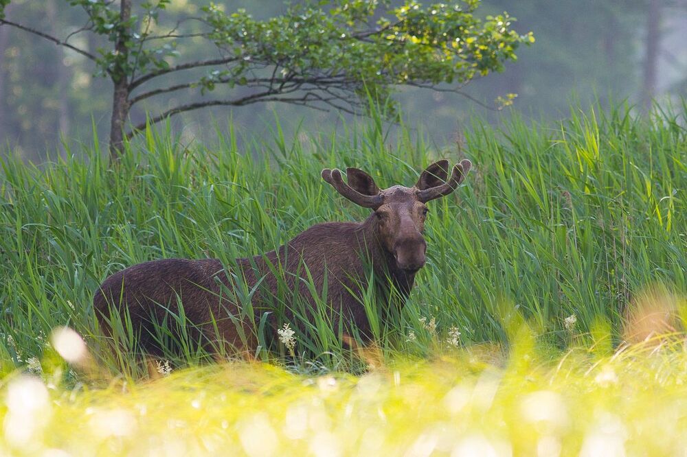 Puszcza Białowieska