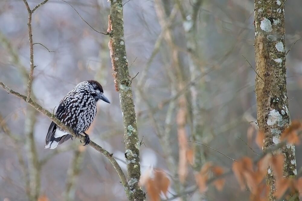 Puszcza Białowieska