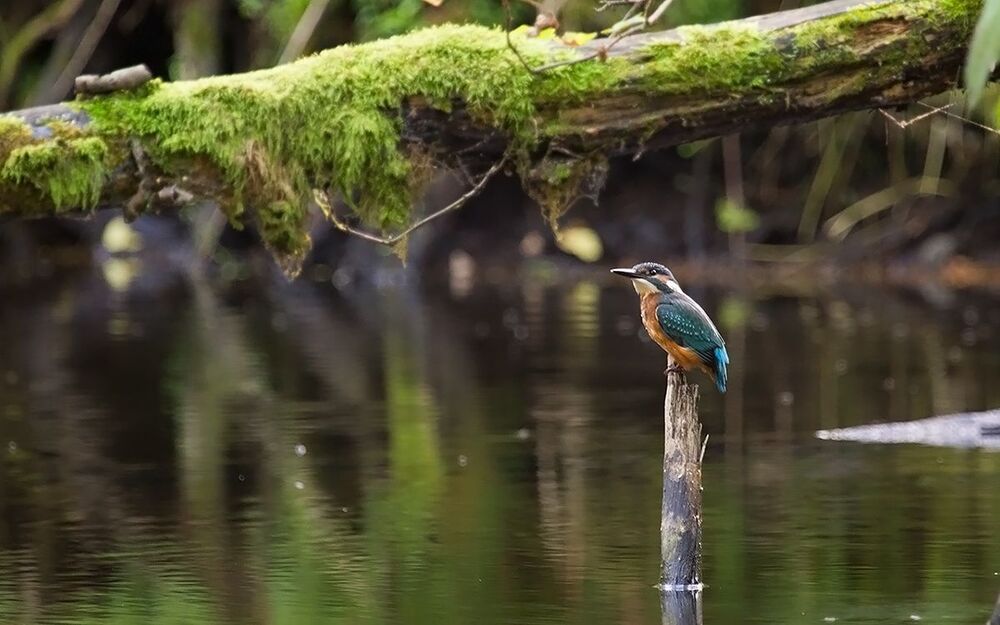 Puszcza Białowieska