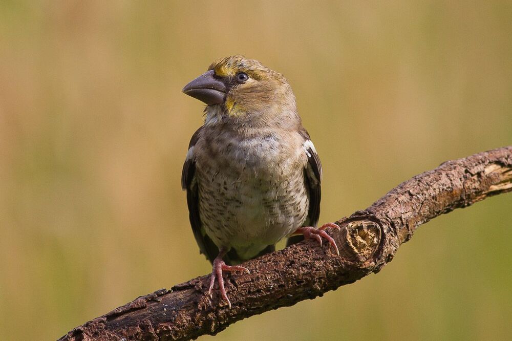 Puszcza Białowieska