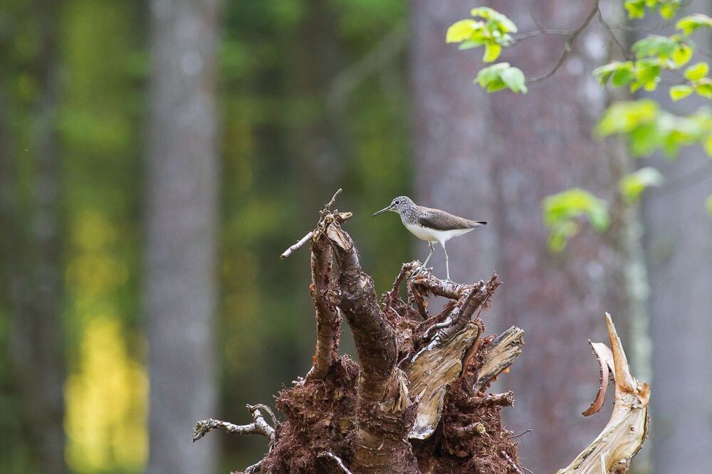 Puszcza Białowieska