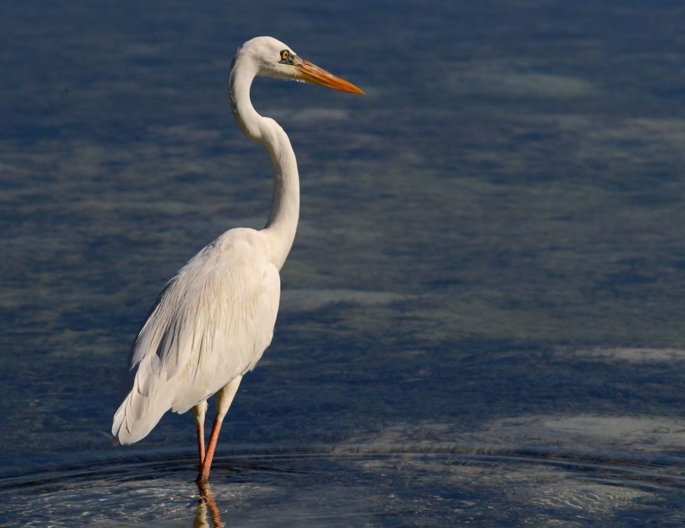 Большая голубая цапля (Ardea herodias) - белая морфа