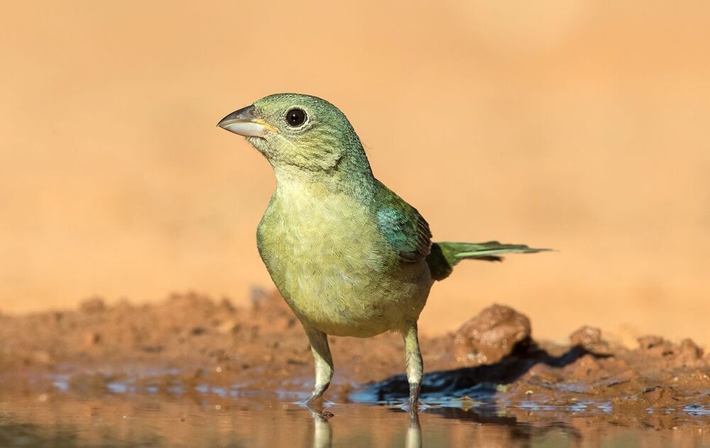 Cамка. Расписной овсянковый кардинал на водопое - Painted bunting female.