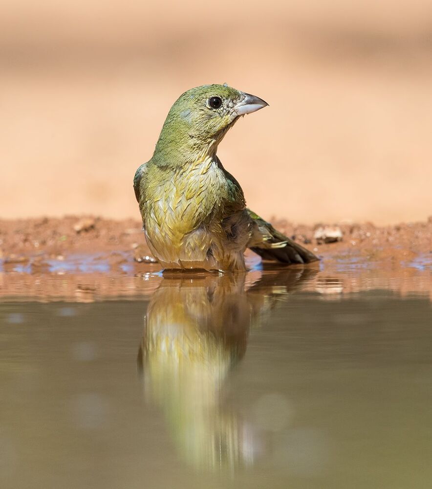 Cамка. Расписной овсянковый кардинал на водопое - Painted bunting female.