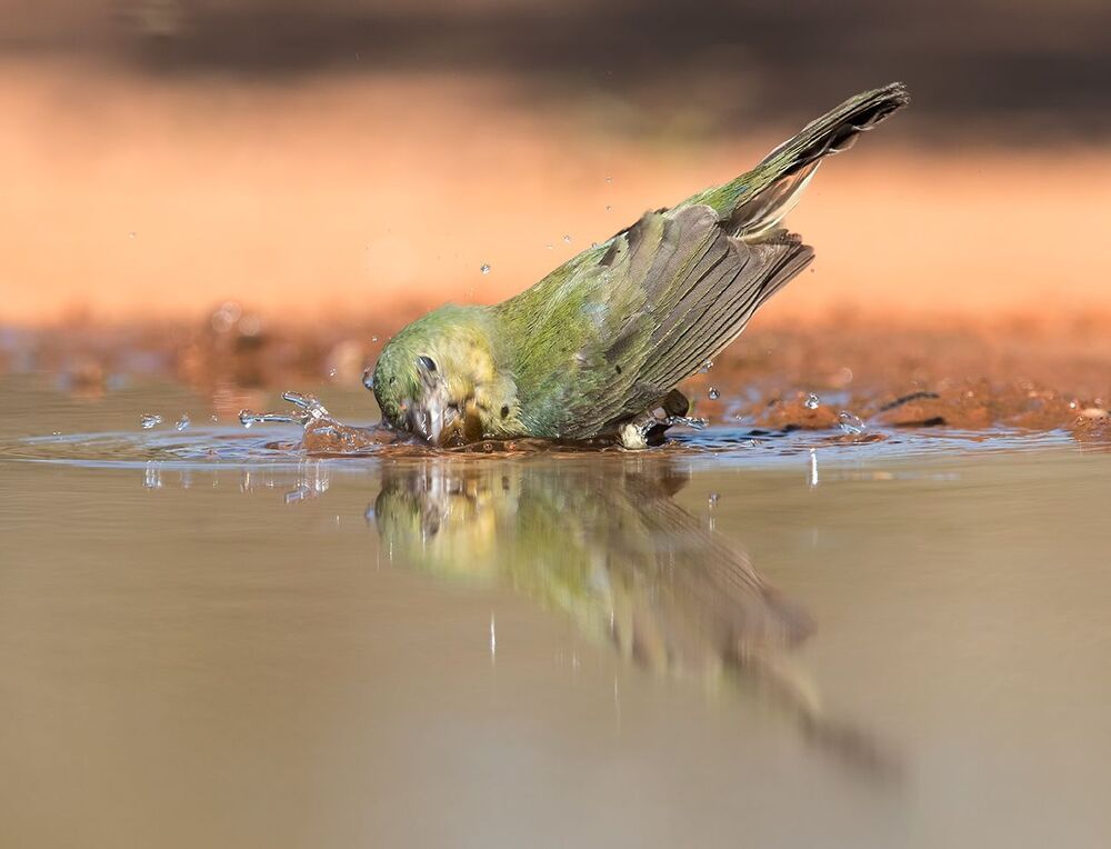 Cамка. Расписной овсянковый кардинал на водопое - Painted bunting female.