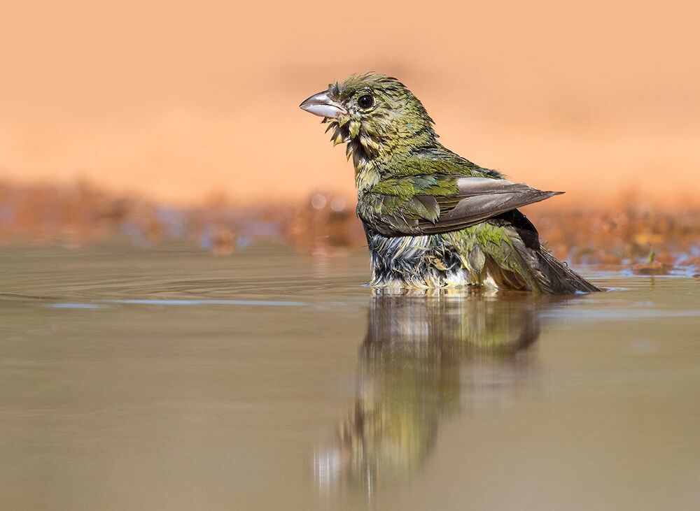 Cамка. Расписной овсянковый кардинал на водопое - Painted bunting female.