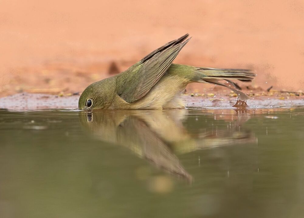 Cамка. Расписной овсянковый кардинал на водопое - Painted bunting female.