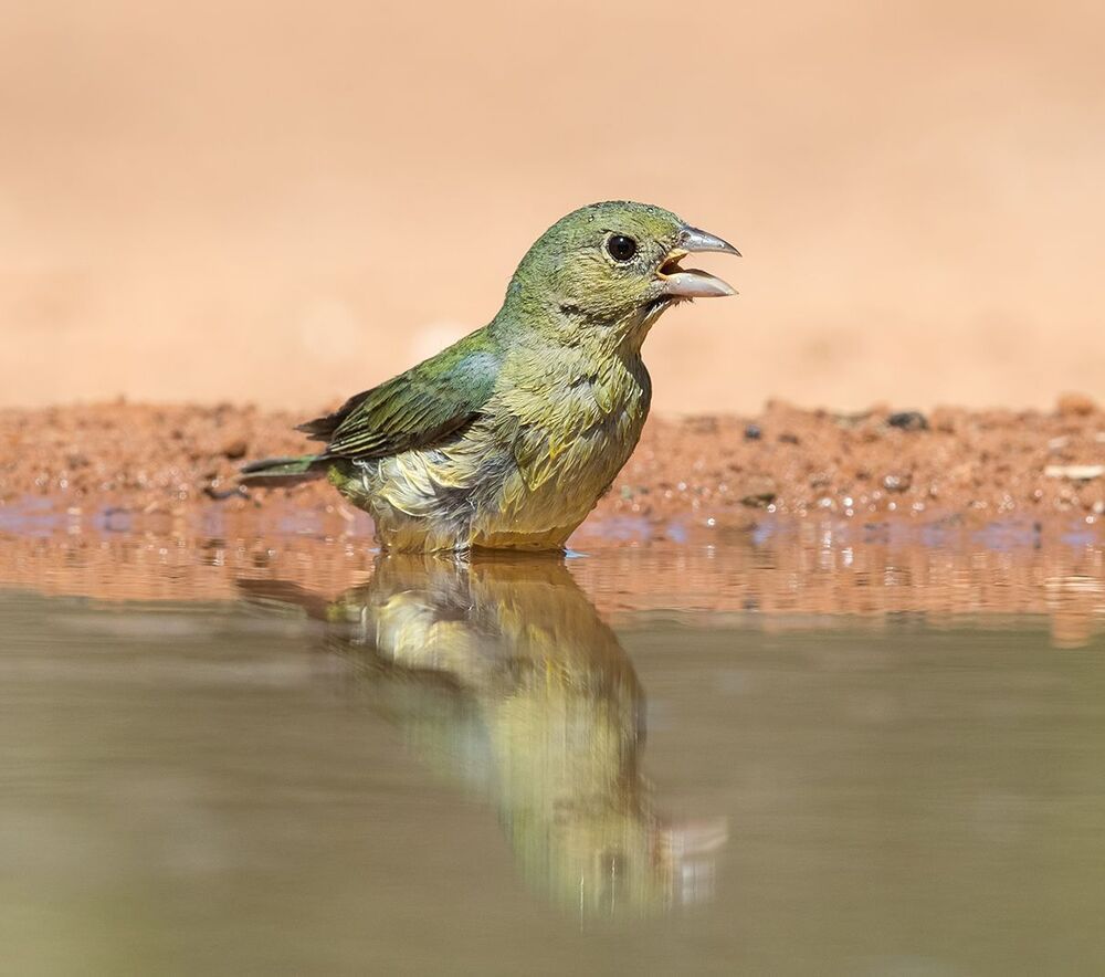 Cамка. Расписной овсянковый кардинал на водопое - Painted bunting female.