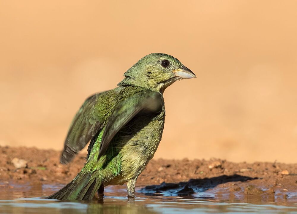 Cамка. Расписной овсянковый кардинал на водопое - Painted bunting female.