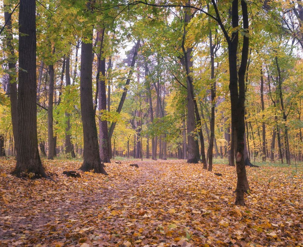 В парке осеннем (вариации)