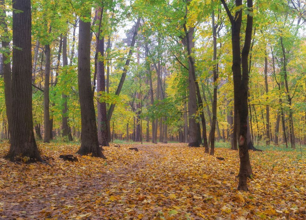 В парке осеннем (вариации)