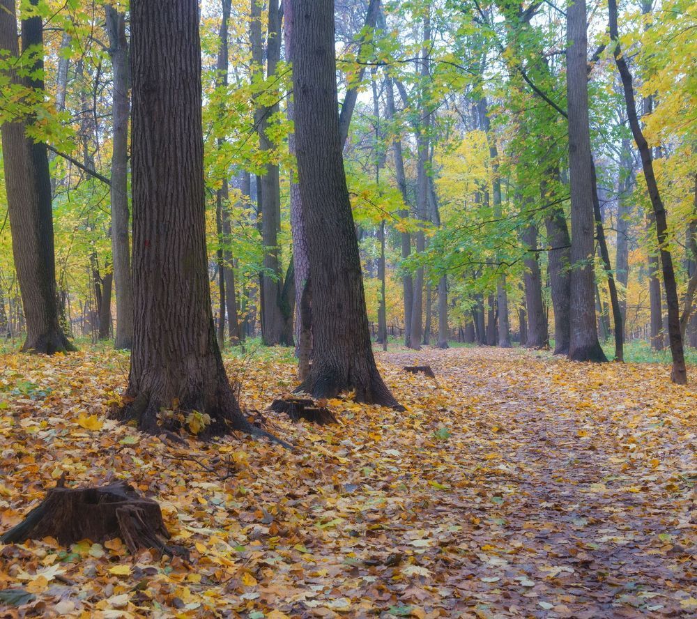В парке осеннем (вариации)