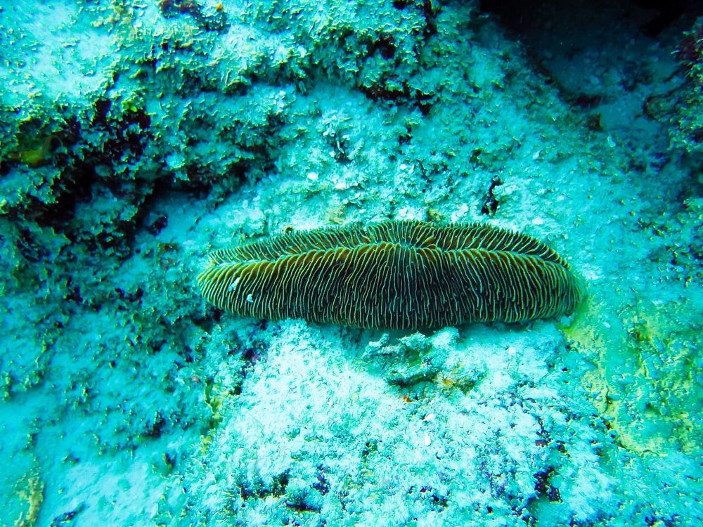 Подводный мир Мальдив