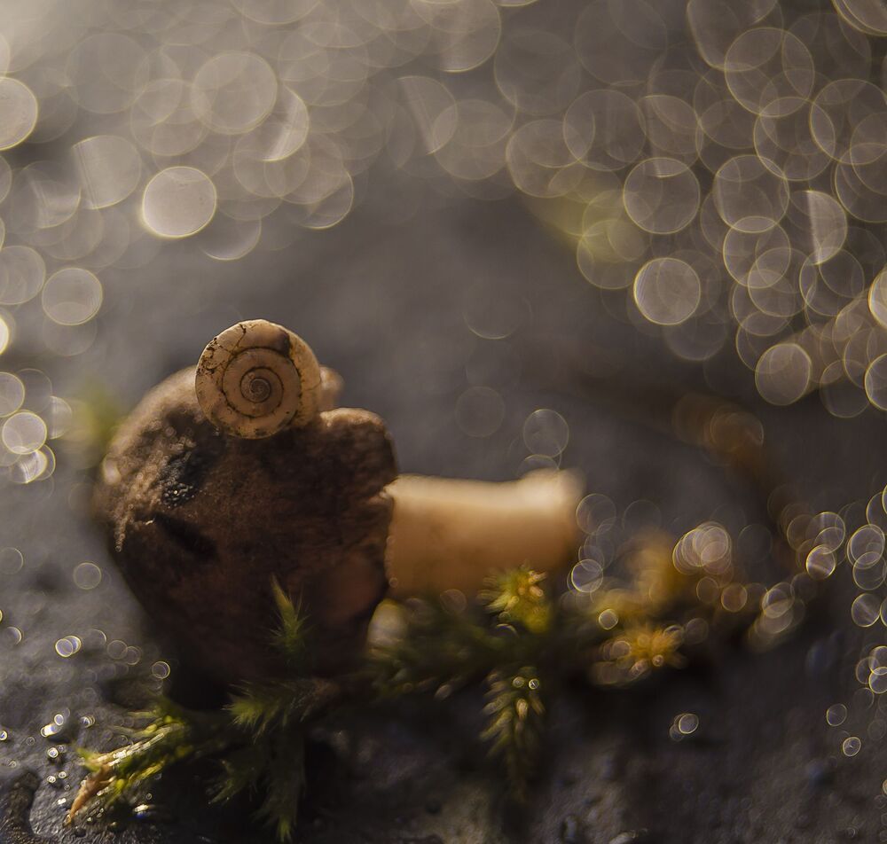 Photo 1212660
