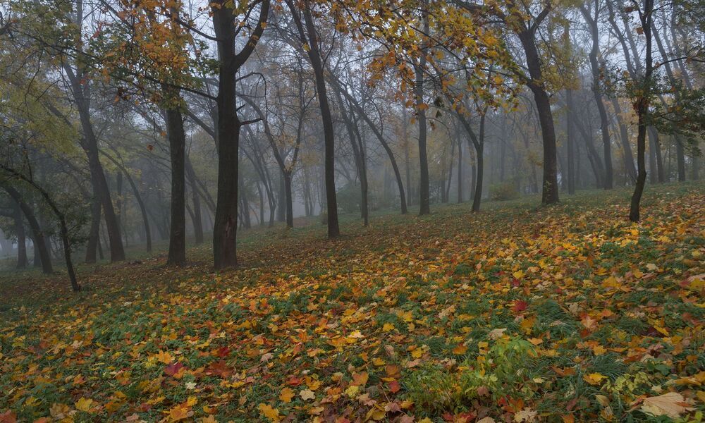осень в моём городе