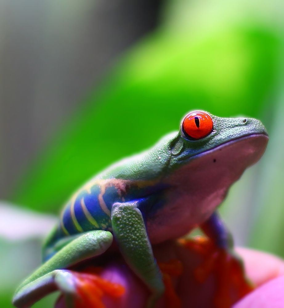 Amphibians