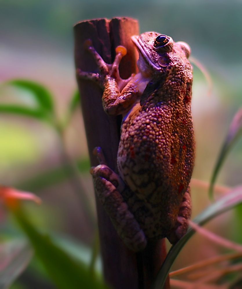 Amphibians