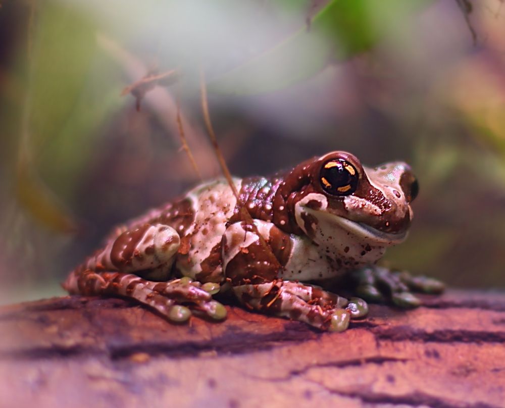 Amphibians