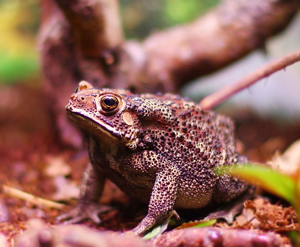 Amphibians