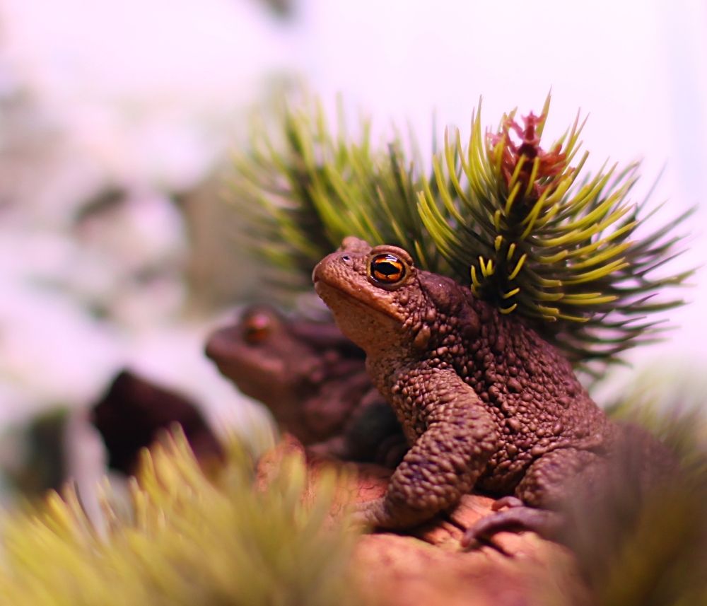 Amphibians