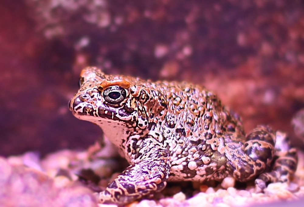 Amphibians