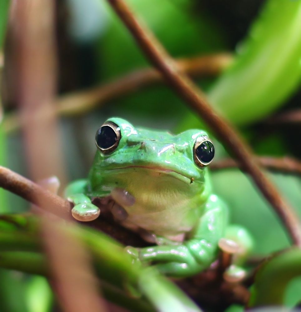 Amphibians